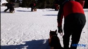 Тренировка на кучета-спасители