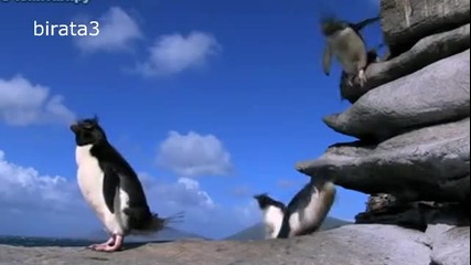 Смях Смешни пингвини.