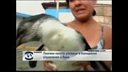 Пингвин получи убежище в полицейско управление в Лима