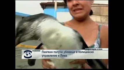 Пингвин получи убежище в полицейско управление в Лима