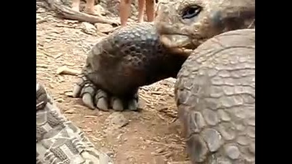 Гладен Галапагос - гигантска костенурка 