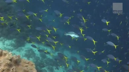 Club Des Belugas - Bossalino