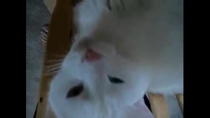What Cats Are Really Thinking!