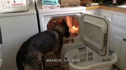 Куче помага в къщната работа
