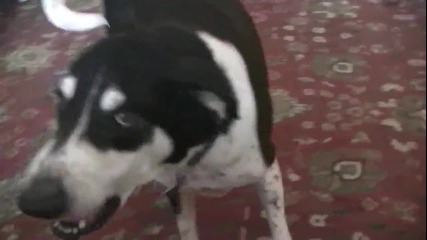 Куче иска коте. Смях !