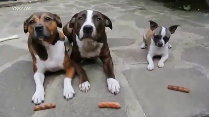 Три кучета очакват угощение с кебапчета
