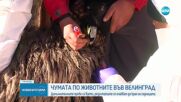 Очкават резултатите от допълнителните проби за чума по животните във Велинград до края на седмицата