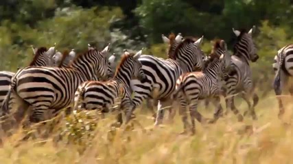 African Cats - Trailer
