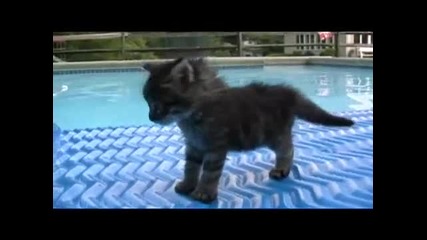 i am cute kitten