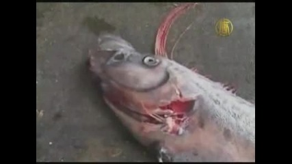 Рибари от Тайван хванаха земетръсна риба
