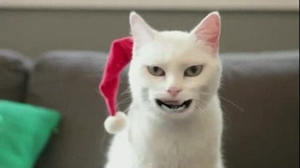 Котка пее Jingle Bells !
