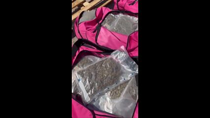 Иззеха марихуана за над 1 млн. лв. при проверка на контейнер в София