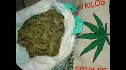 Krisko Homiez Clique - Bello Belisimmo.avi Vbox7