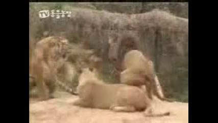 Бой между тигър и лъв 