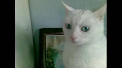 Котета