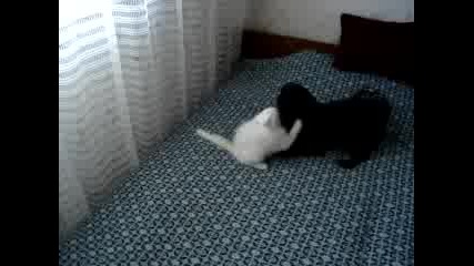 Бяло Коте И Черно Куче