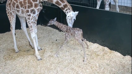 Бебе Жираф - първи стъпки