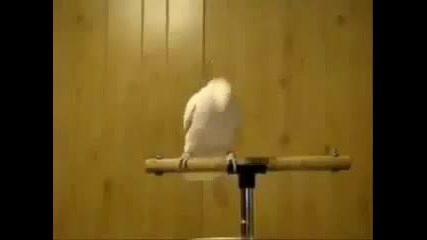 Луд папагал дивее