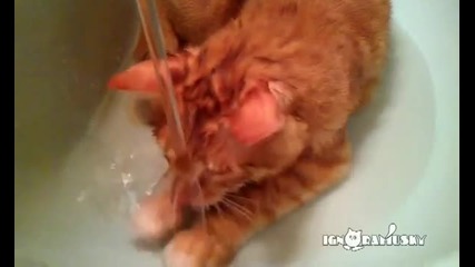 Коте сладур си играе със струя вода