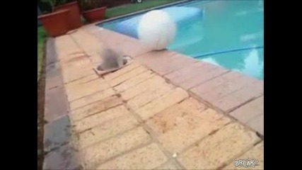 Куче иска да пъхне топка в басейна - смях 