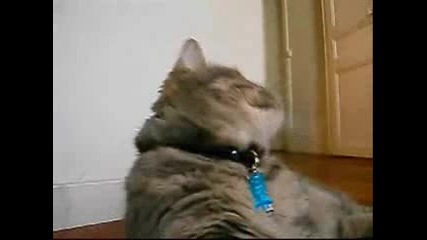 The Best Cat Video