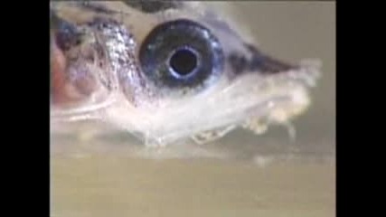 Sailfish Spawning Grounds - - National Geographic.flv
