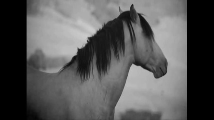 Transformation-чичовите конье