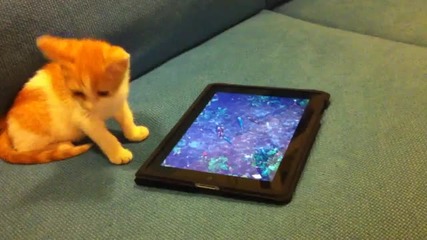 Котка, лови риба на "ipad"