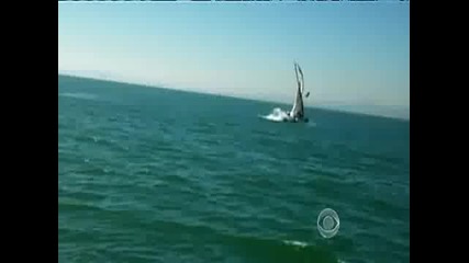 40 - тонен кит разбива яхта! 