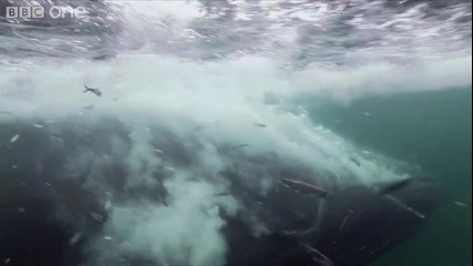 [ H D ] Bait Ball Feast