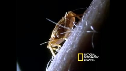 National Geographic - Red Bugs