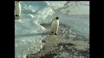 Incident S Pingvin :d