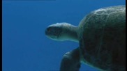 Морските костенурки - Борба за оцеляване..