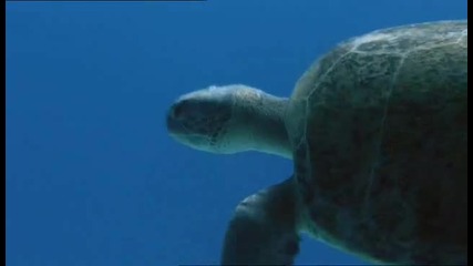 Морските костенурки - Борба за оцеляване..