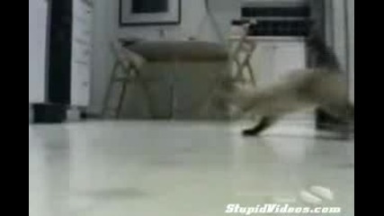 Cat Drifting 