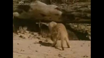 Meerkat Vs Scorpion