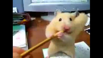 Полска мишка си гризка моливче 