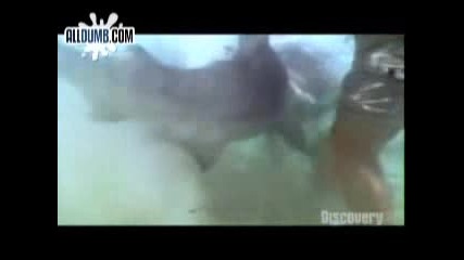 Shark Attack
