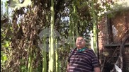 Oт "Моята новина": Тиквички с височина 1,8 метра