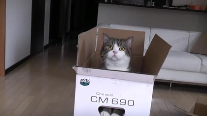 Удивиделната Котка Мару