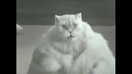 Най - дебелата котка, която сте виждали! 