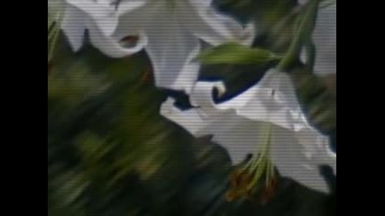 The Flight of the Bumble Bee