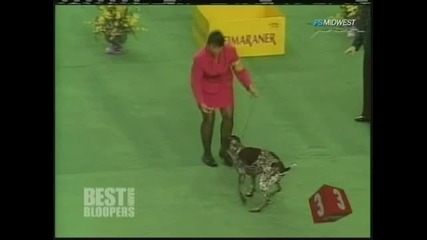 Куче се Насира на Изложение 