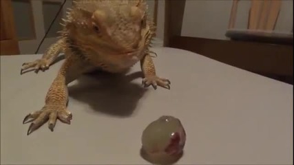 Брадат дракон яде грозде