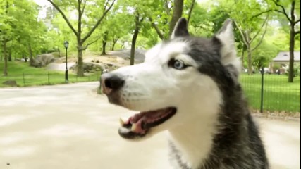 говорещо куче се е изгубило в парк (смях)