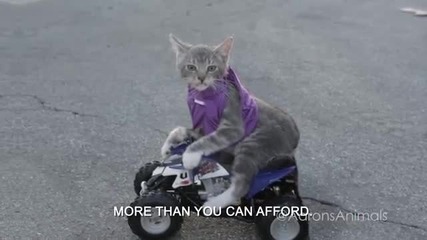 Fast & Furryest