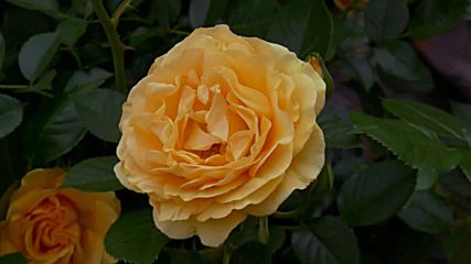 Brian Crain - Adagio Con Amore - Piano - Loving Roses