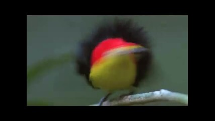 The Dancing Bird