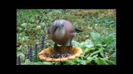 Squirrel and a Jay