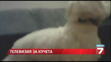 В Сащ стартира първата телевизия за кучета